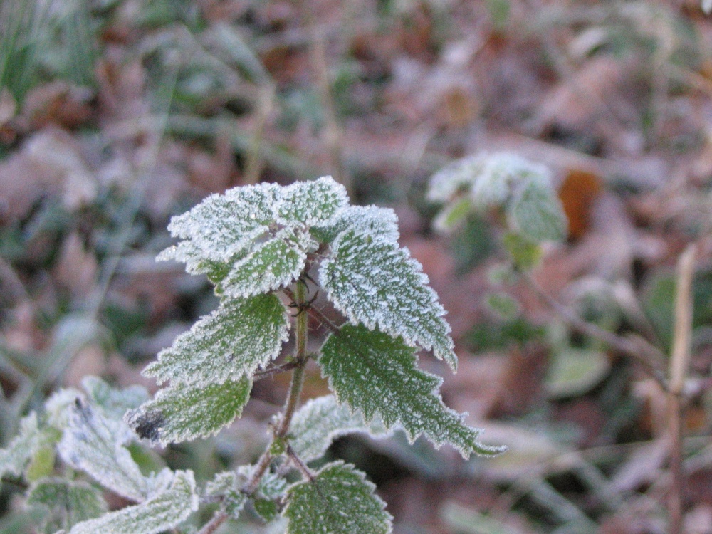 Early morning Frost - 7.12.08