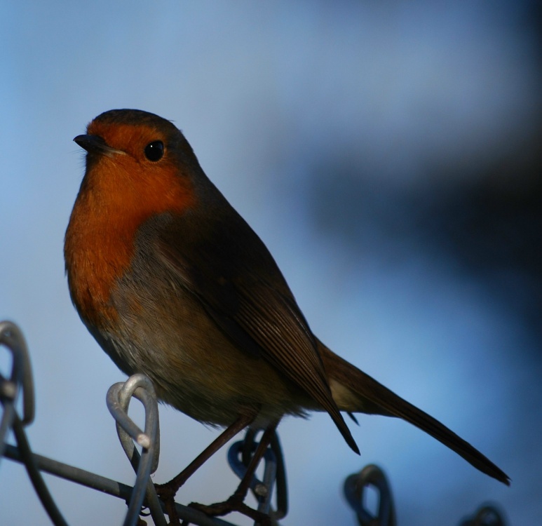 Photograph of Robin at Stourport