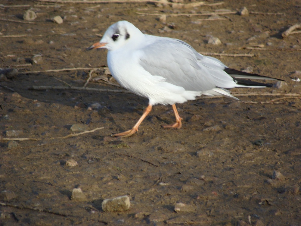 A Bird. lol (Someone tell me what it is.)