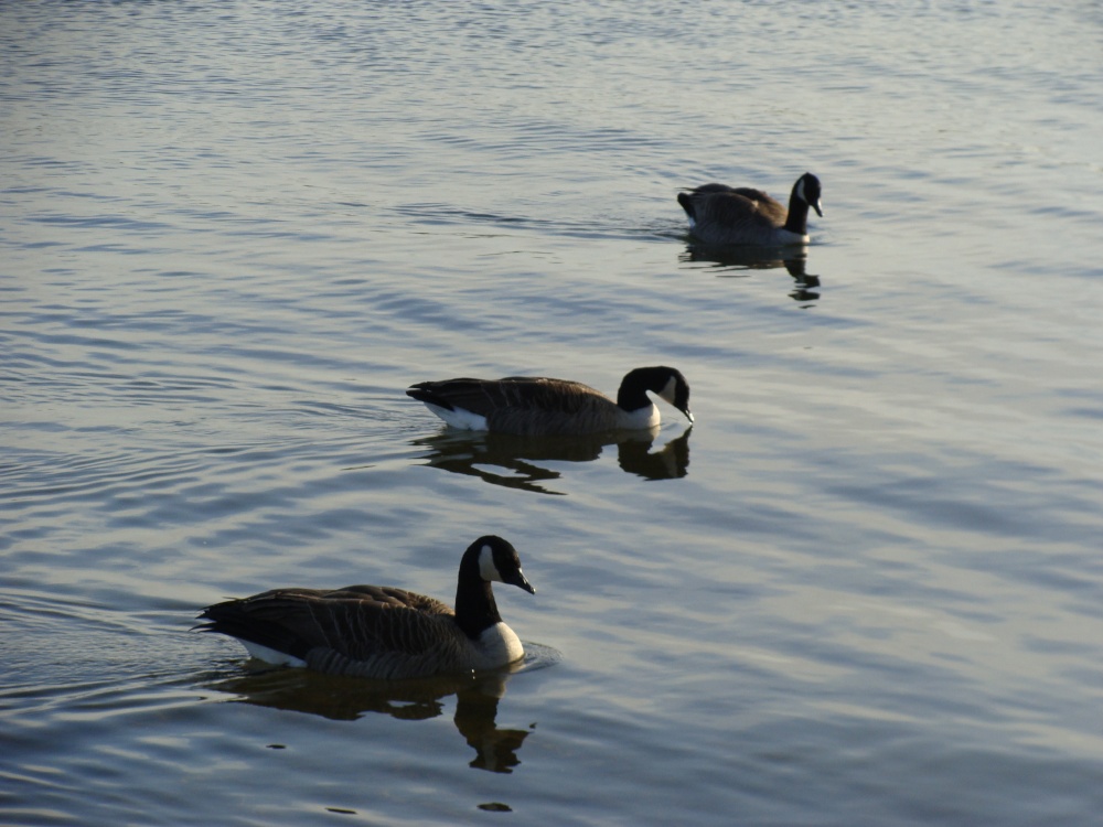 A Squadron in formation