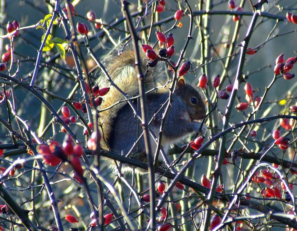 Photograph of Grey squirrel....sciurus carolinensis