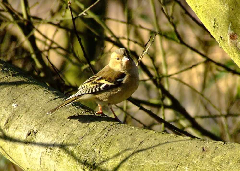 Chaffinch....fringilla coelebs (female)