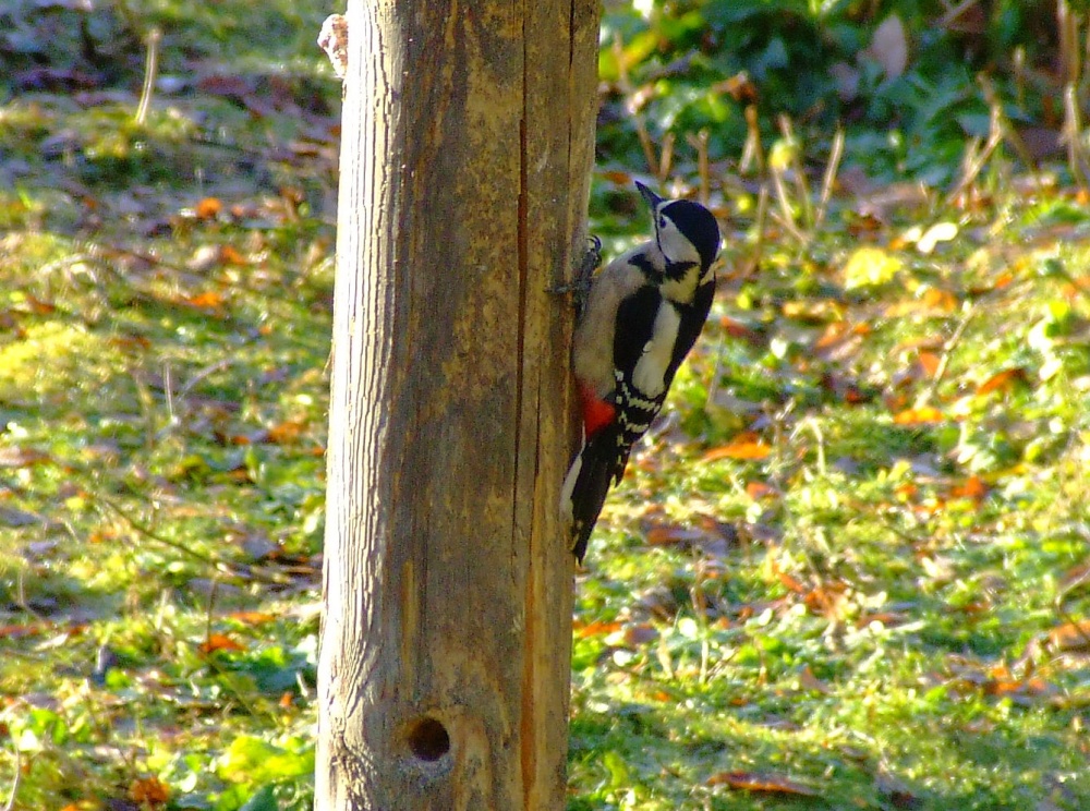 Photograph of Great spotted woodpecker....dendrocopus major (female)