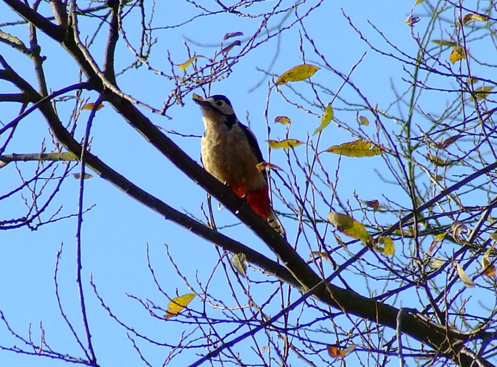 Great spotted woodpecker....dendrocopus major (female) photo by Andy Edwards