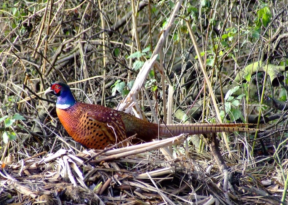 Pheasant....phasianus colchicus photo by Andy Edwards