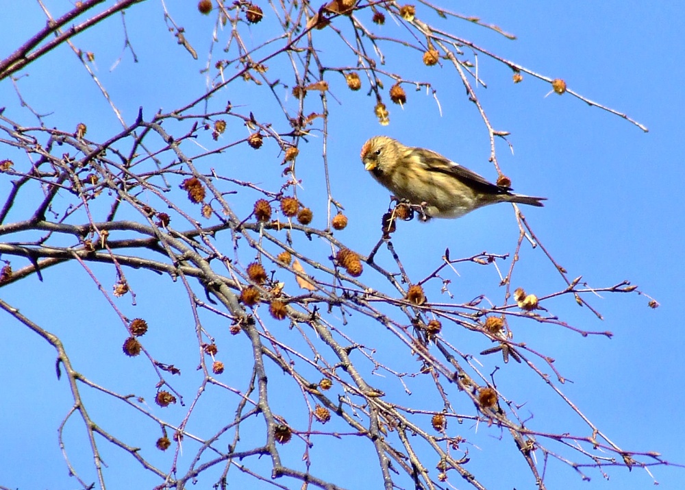 Lesser redpoll....carduelis flammea (male) photo by Andy Edwards
