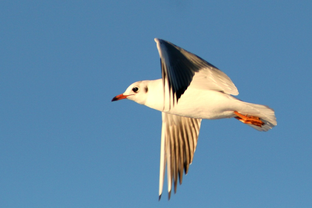 Black Headed Gull