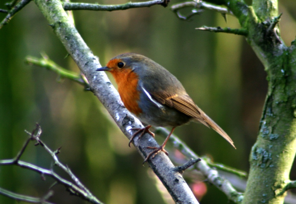 A Robin in Hawthorn Wood photo by Roy Jackson