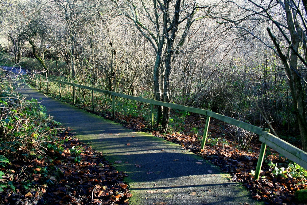 Hawthorn Wood Path.