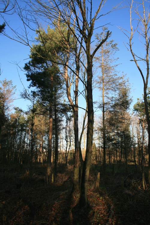 Woodand viewed from the path.