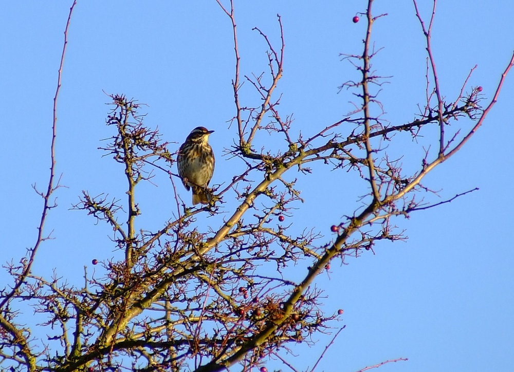 Redwing....turdus iliacus