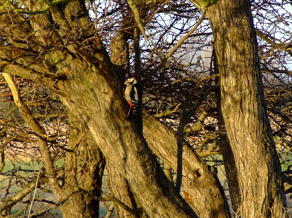 Great spotted woodpecker (male)....dendrocopus major
