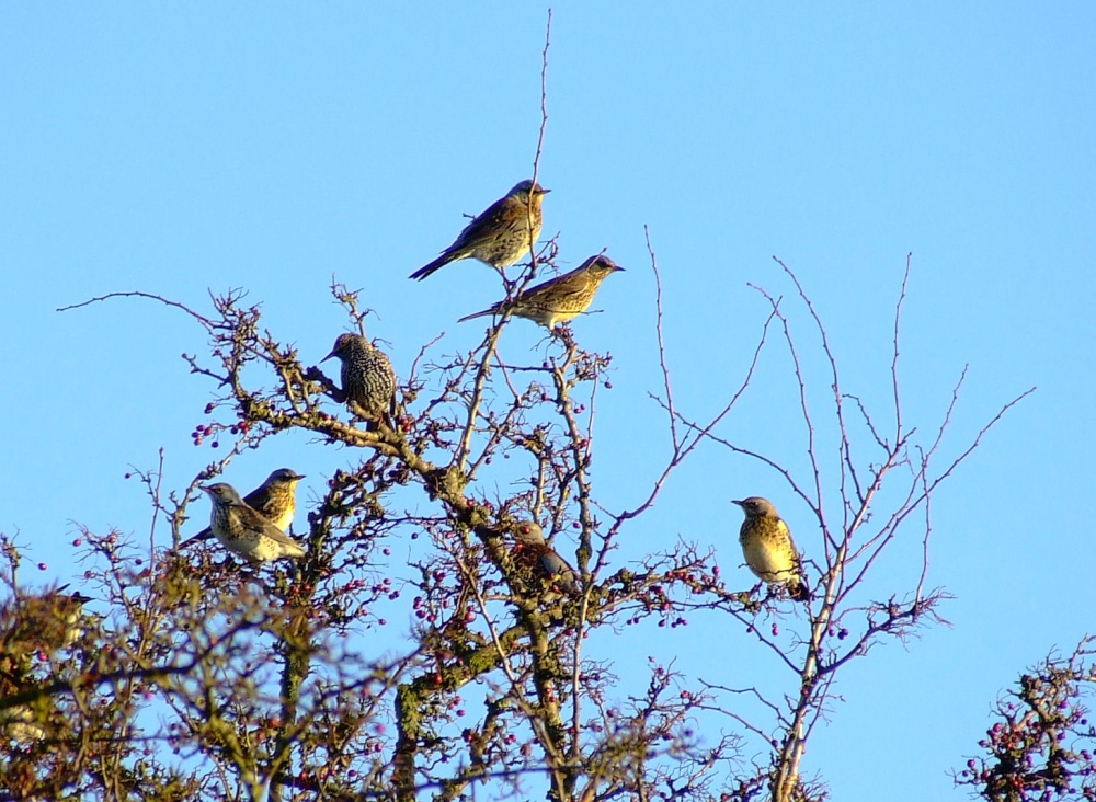 Fieldfares and starling....sturnus vulgaris