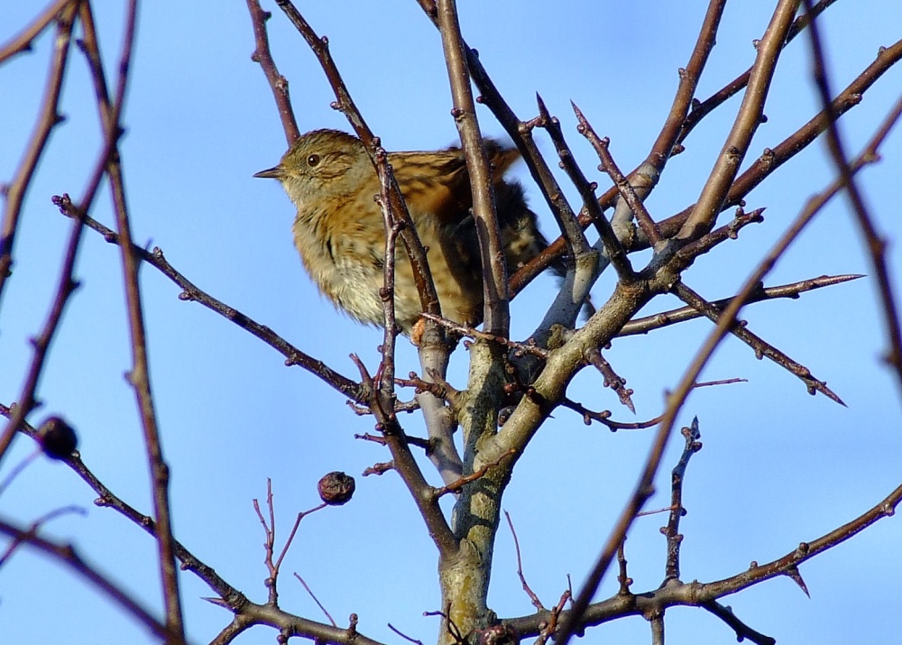 A less than warm dunnock....prunella modularis