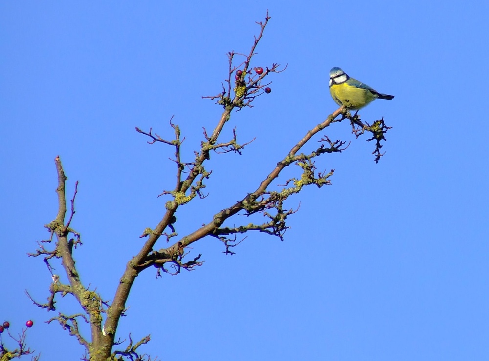 Bluetit....parus caeruleus