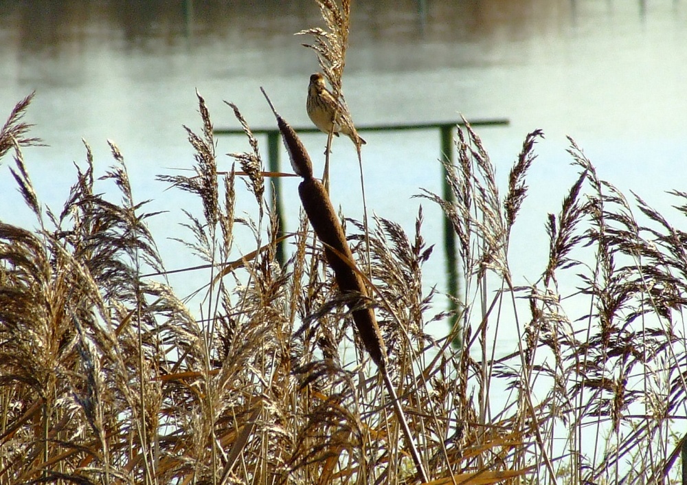 Reed bunting (female)....emberiza schoeniclus