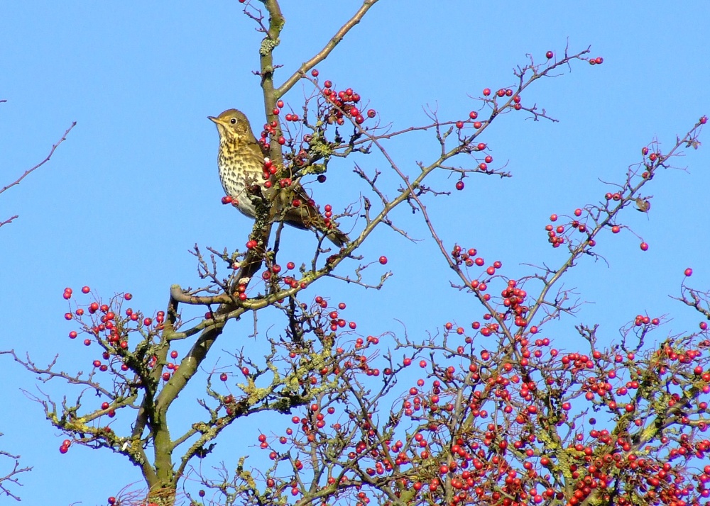 Songthrush....turdus philomelos
