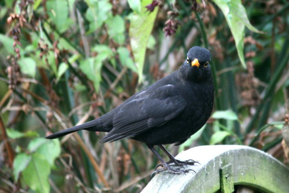Male Blackbird in my garden