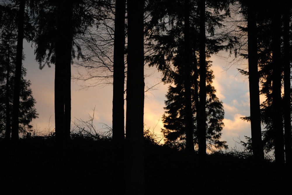 Photograph of Bodenham Woods at sunset