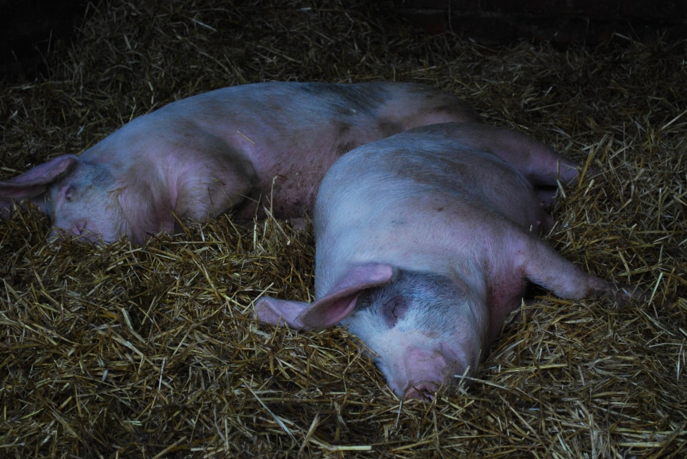 Photograph of Sleeping pigs