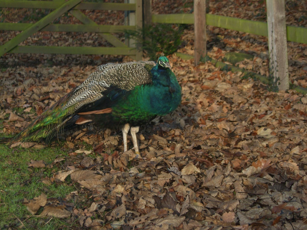 Peacock