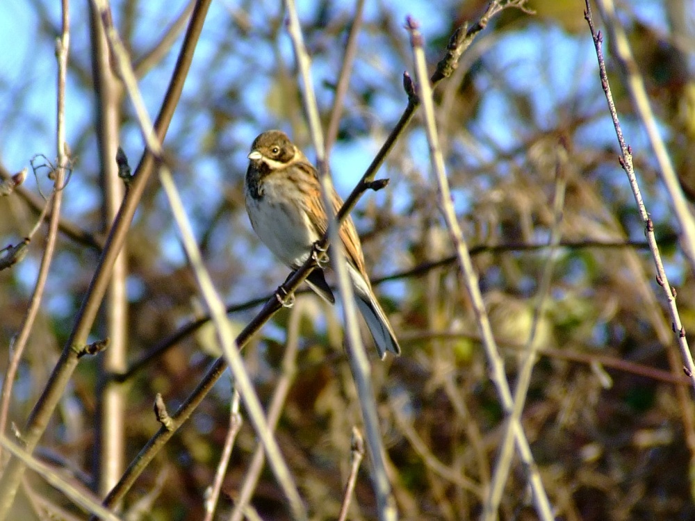 Reed bunting....emberiza schoeniclus