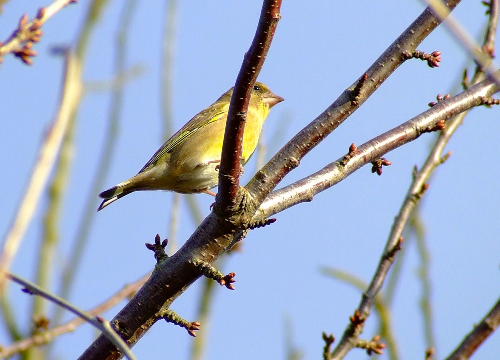 Greenfinch (male)....carduelis chloris