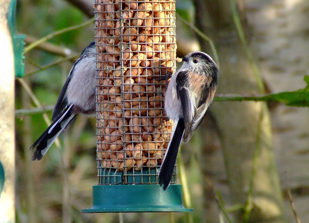 Long-tailed tit....aegithalos caudatus