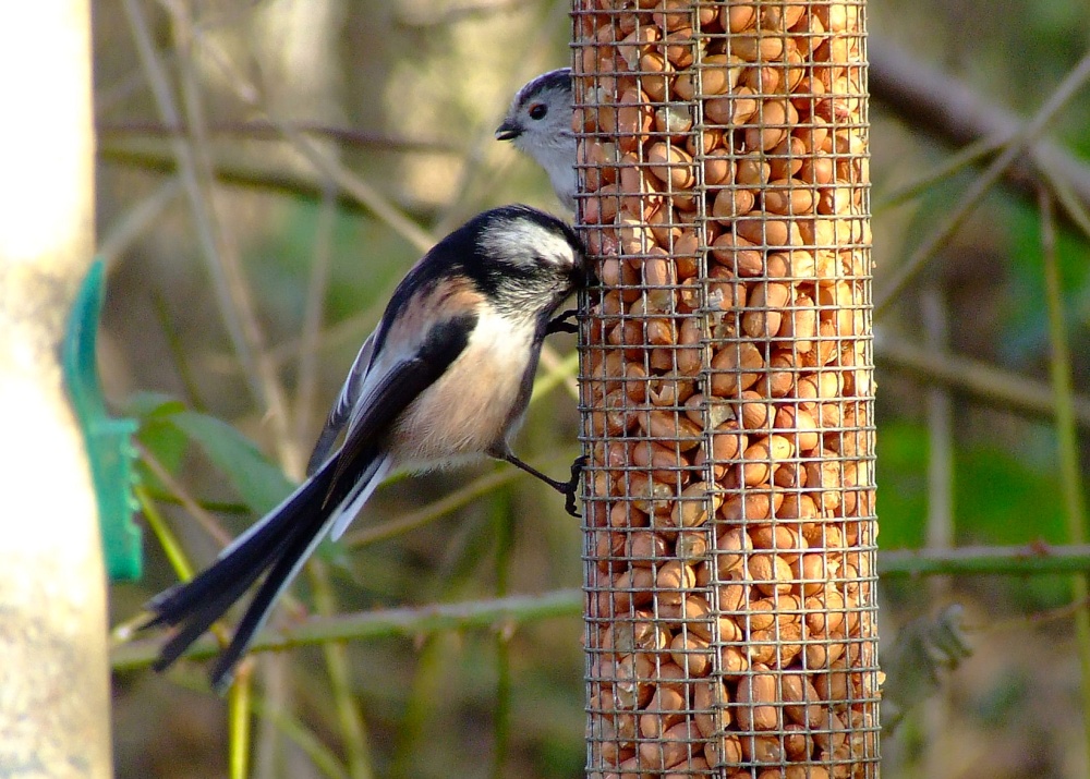 Long-tailed tit....aegithalos caudatus