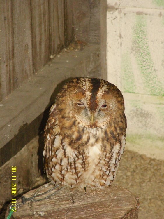 Tropical  Butterfly House