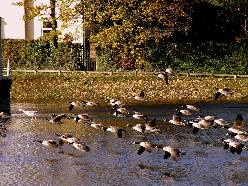 Photograph of In Flight