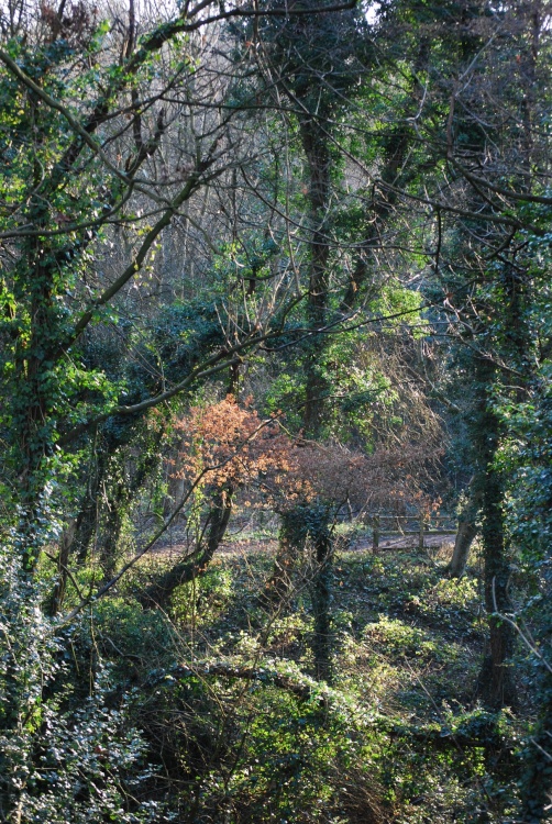 Saltwells on Boxing Day 2008
