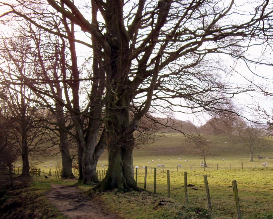 Photograph of Allen Banks, near Haydon Bridge, Northumberland