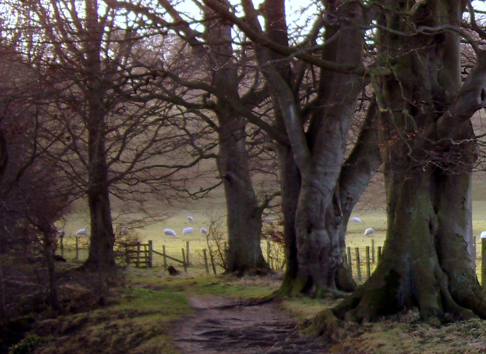 December Beech Trees