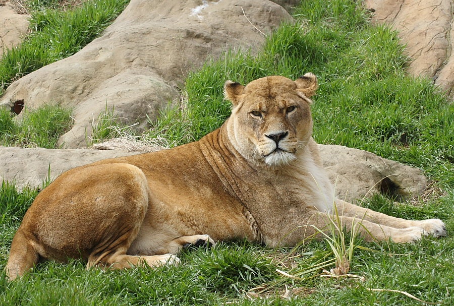 Photograph of Lion
