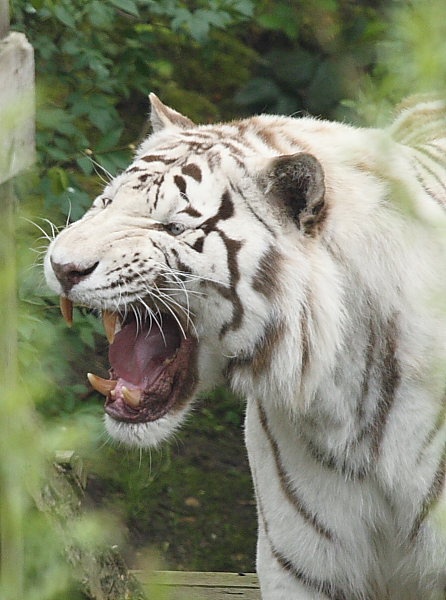 White Tiger