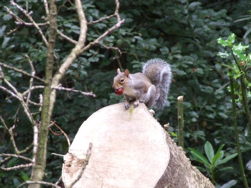 Collecting for winter store
