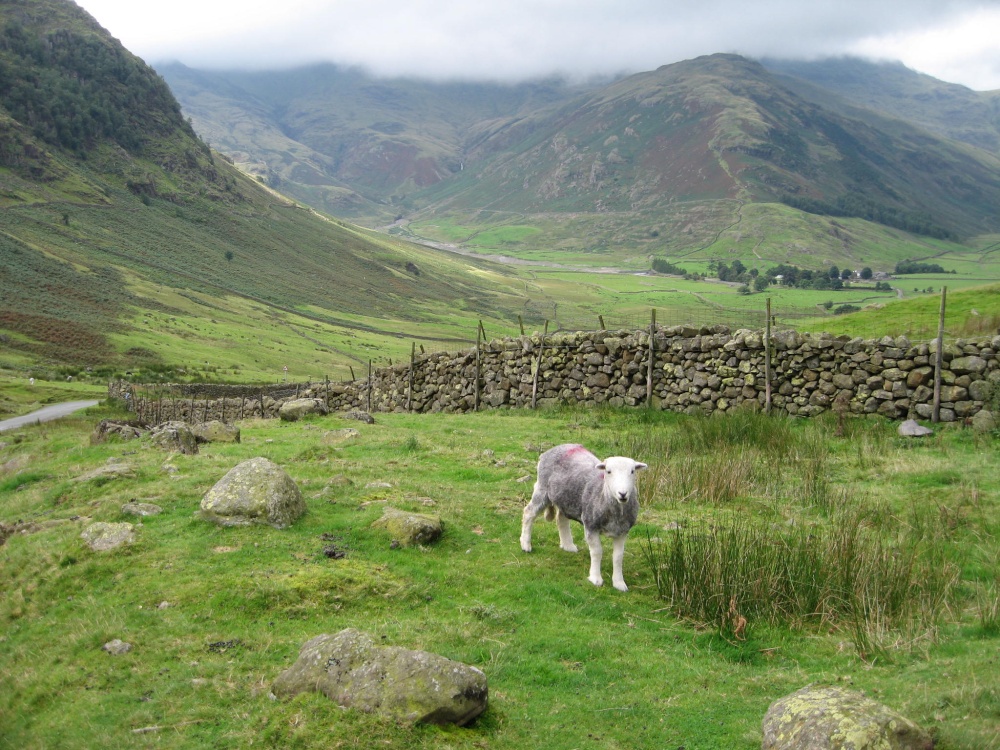 A local on the Wrynose Pass, Lake District, Cumbria.