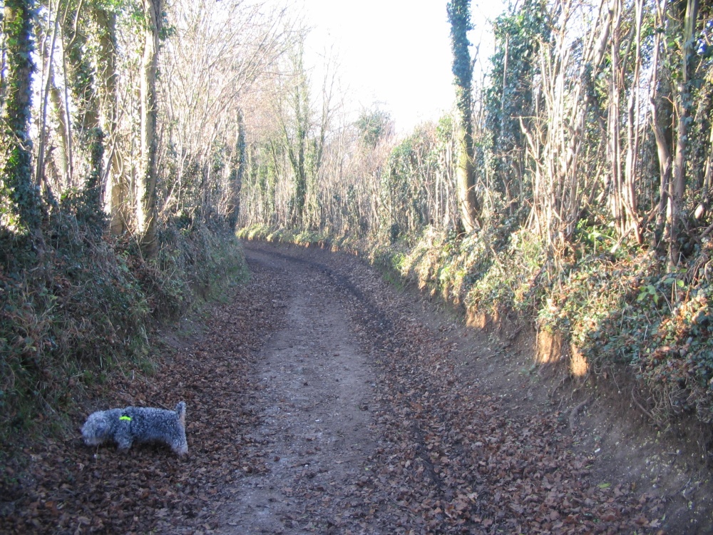 Photograph of Walking around South Warnborough (inc Boj the Dog!)