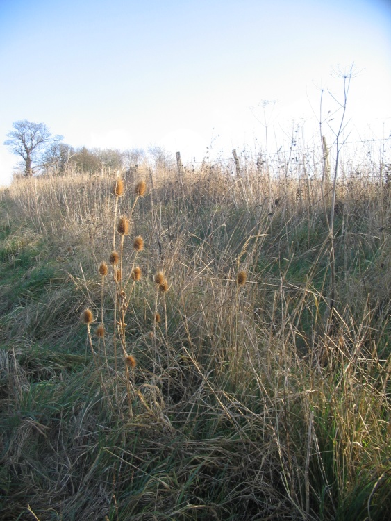 Walking around South Warnborough