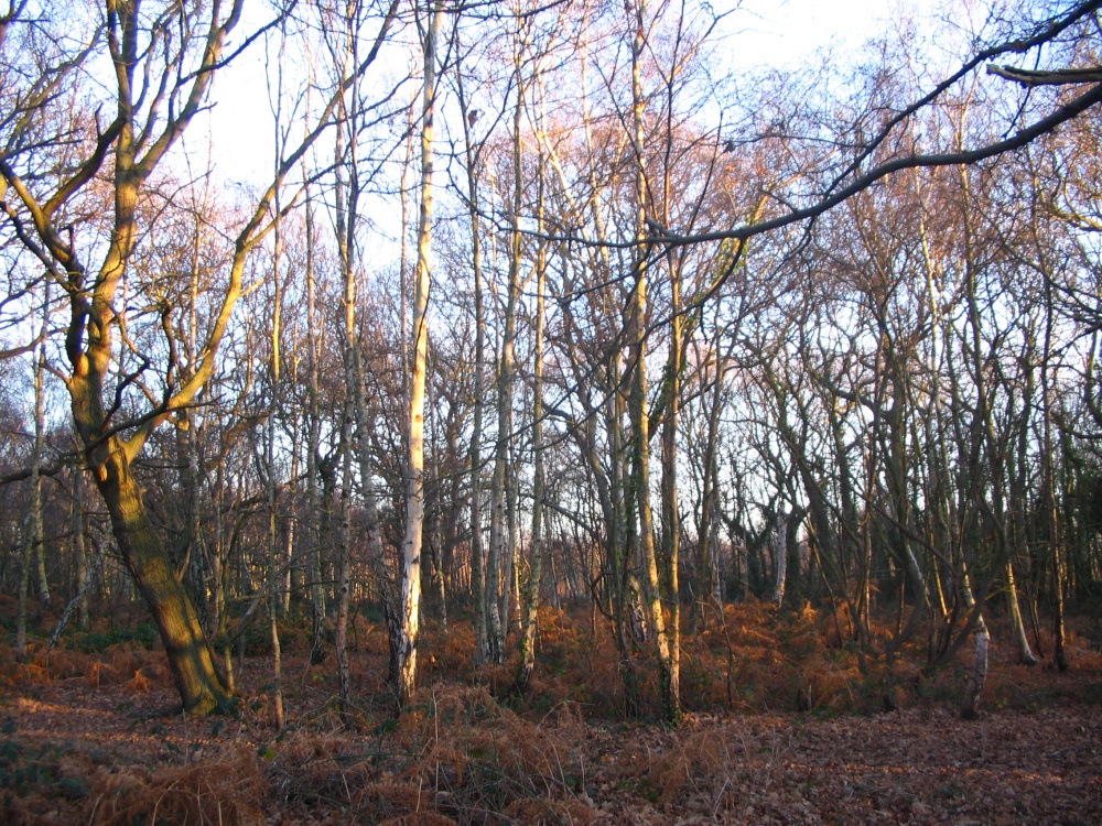 Hamble Common