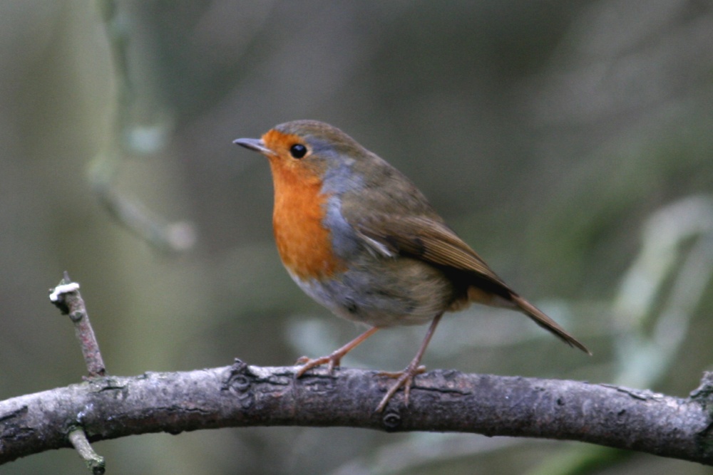 Robin. photo by Roy Jackson