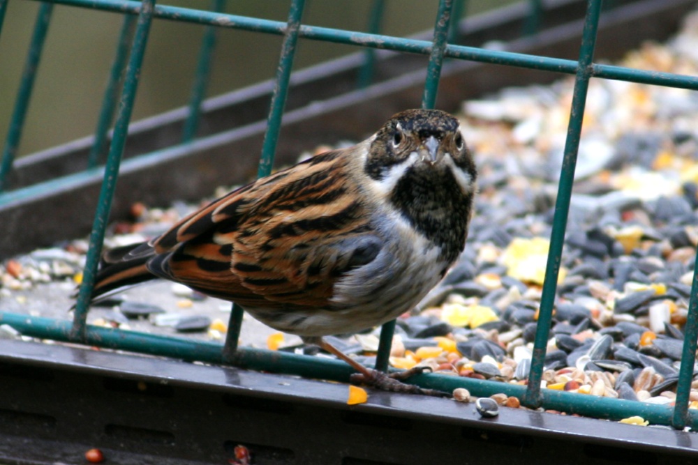 Reed Bunting Male.