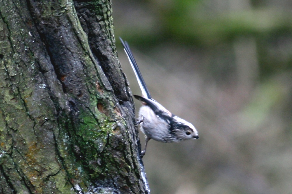 Long Tail Tit