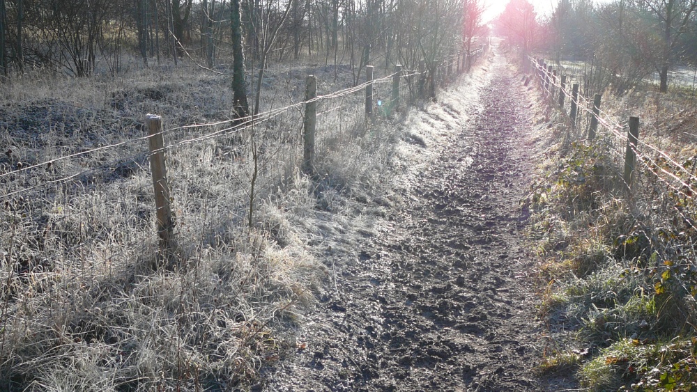 Photograph of Morning Frost