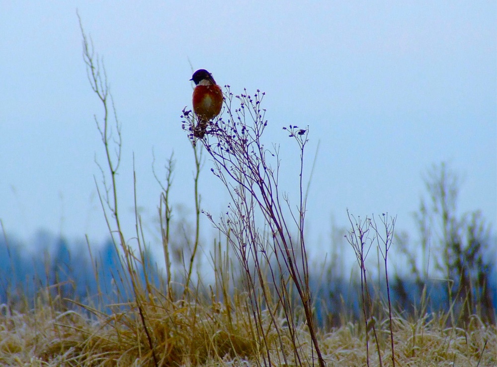 Male stonechat....saxicola torquata