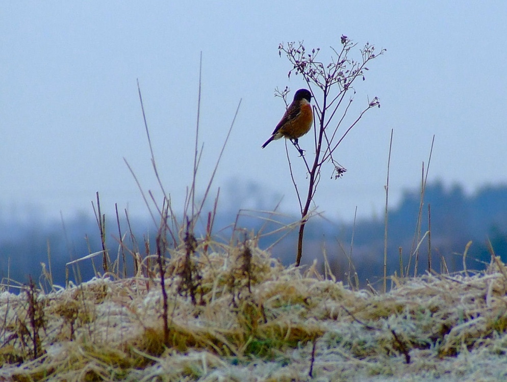 Male stonechat....saxicola torquata