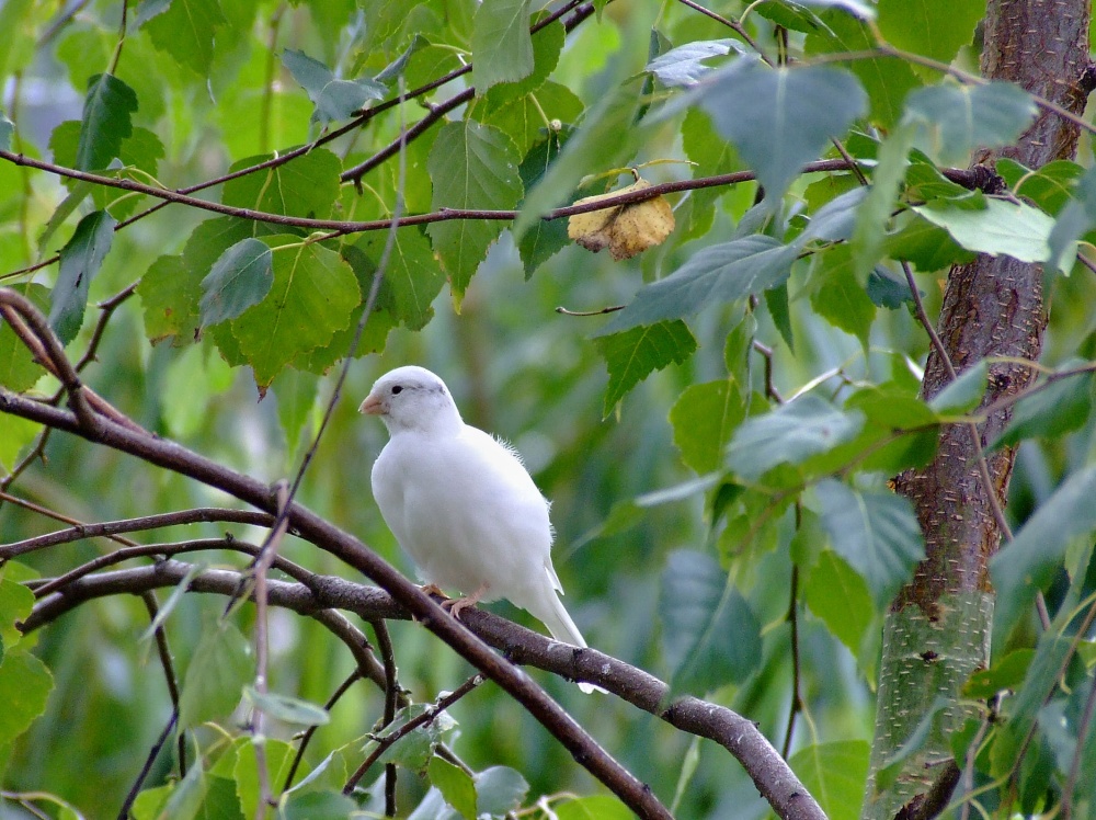 The new walkthrough aviary, East Park.