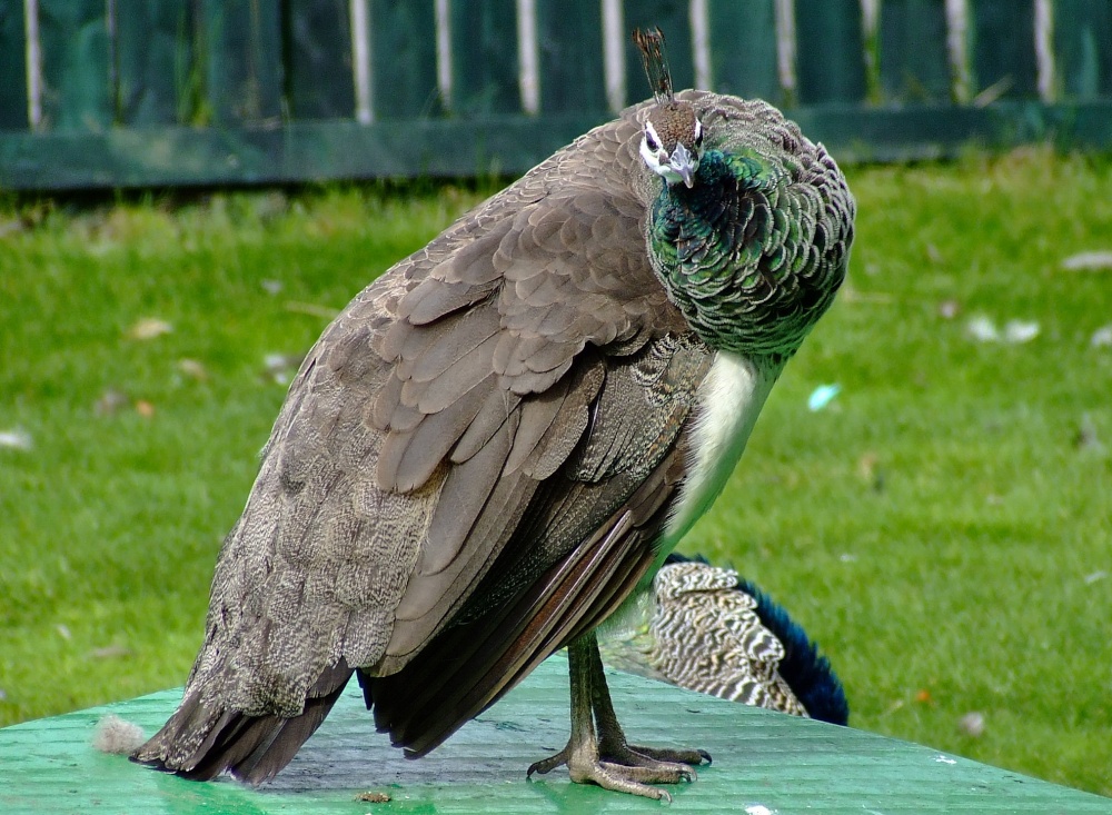 Peahen at East Park.