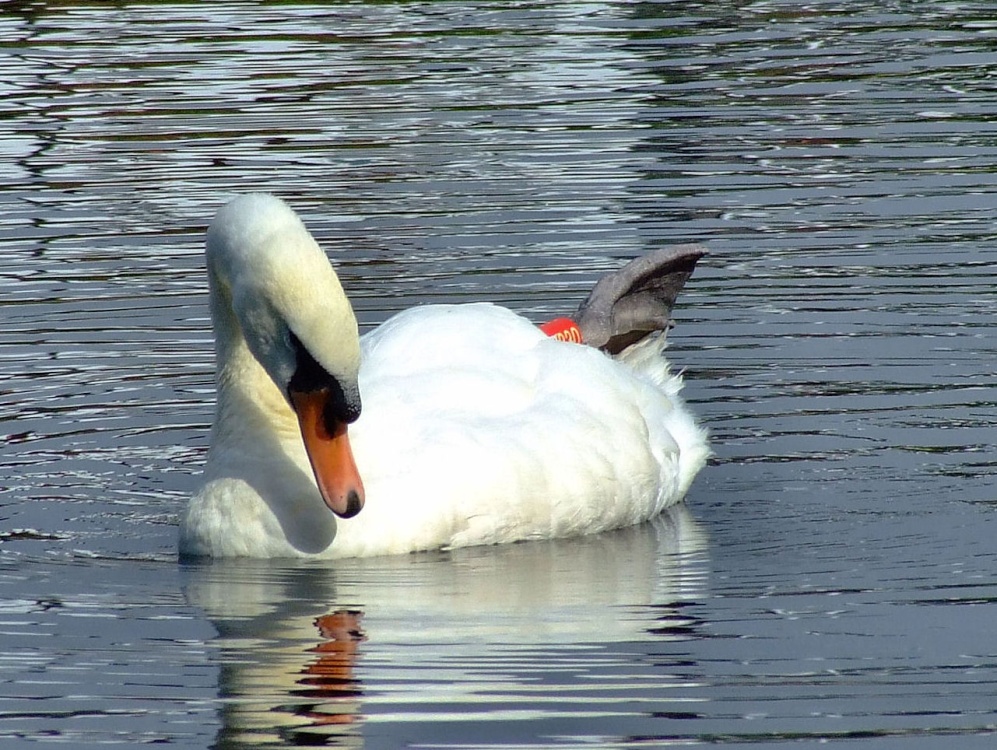 Mute swan....cygnus olor